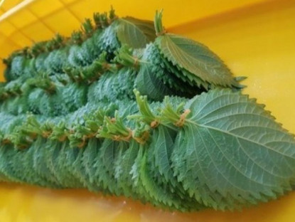 Thông tin doanh nghiệp - Loại lá ví như "hồi sinh phổi" ở Nhật cực đắt đỏ nhưng ở Việt Nam “rẻ như cho”