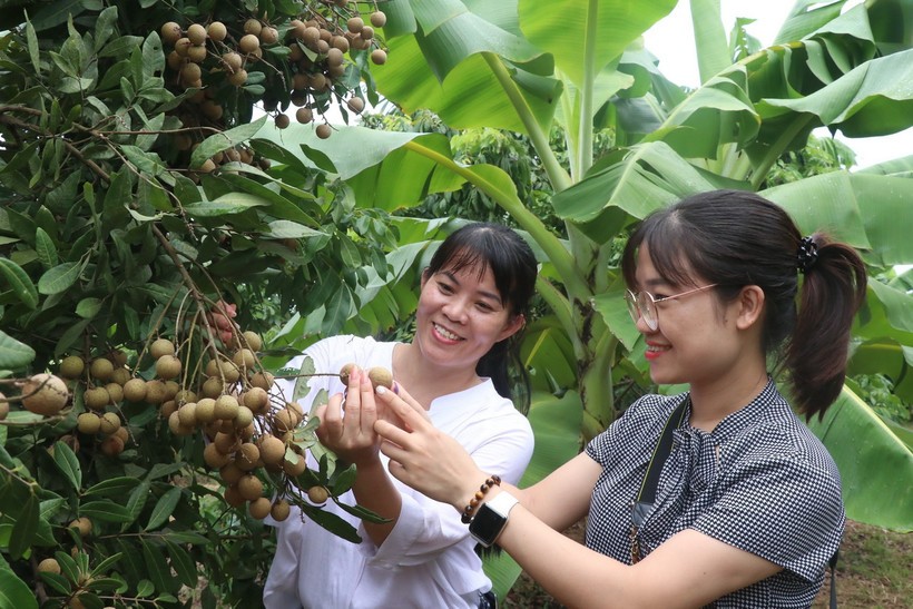 “Phố Hiến gọi biển xa” – Khúc ca về miền phù sa thức dậy - 8