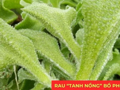 Thông tin doanh nghiệp - Loại rau “tanh nồng” bị nhiều người ngó lơ nhưng dưỡng phổi, giảm ho cực tốt, “bổ tựa nhân sâm”