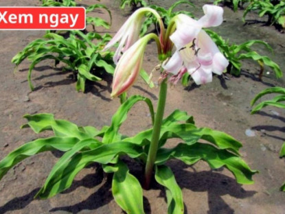 Thông tin doanh nghiệp - Loại cây “dân dã” mọc đầy bờ bụi, được ví như “khắc tinh” của phì đại tuyến tiền liệt