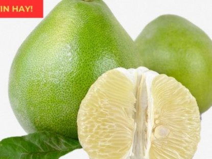 Thông tin doanh nghiệp - Bộ phận thường bị bỏ đi của quả bưởi lại là vị thuốc quý chữa đàm ho khó thở cực “nhạy”