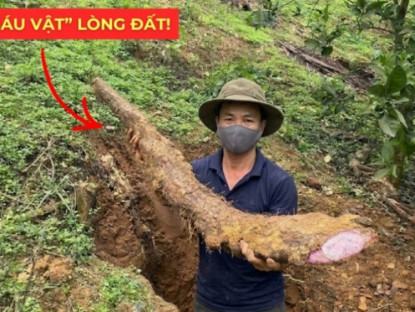 Thông tin doanh nghiệp - Việt Nam có một “báu vật dưới lòng đất” dài cả mét, tuy xấu xí nhưng siêu bổ dưỡng cho bàng quang!