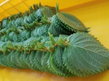 Thông tin doanh nghiệp - Loại lá ví như "hồi sinh phổi" ở Nhật cực đắt đỏ nhưng ở Việt Nam “rẻ như cho”