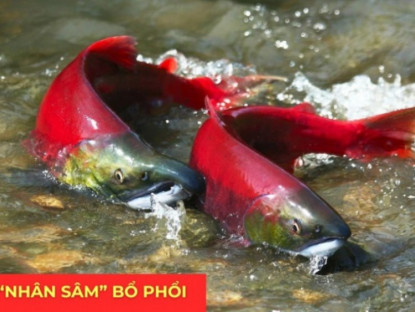 Thông tin doanh nghiệp - "Nhân sâm dưới nước" siêu đắt đỏ, được ví như “vàng lỏng” cho người đàm, ho, khó thở!