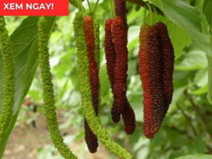 Thông tin doanh nghiệp - Loại quả vào mùa chín rộ bán đầy chợ hóa ra là “báu vật” giúp xương khớp dẻo dai ít người biết