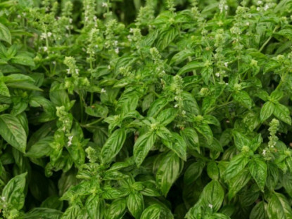 Thông tin doanh nghiệp - Xu hướng chăm sóc da đầu mới: Sạch gàu bền vững từ Hương Nhu, Đỗ Tùng