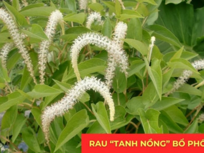 Thông tin doanh nghiệp - Loại rau “tanh nồng” bị nhiều người ngó lơ nhưng dưỡng phổi, giảm ho cực tốt, “bổ tựa nhân sâm”