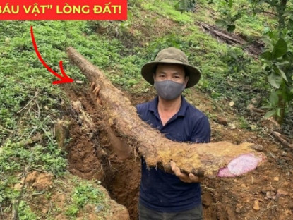 Thông tin doanh nghiệp - Việt Nam có một “báu vật dưới lòng đất” dài cả mét, tuy xấu xí nhưng siêu bổ dưỡng cho bàng quang!