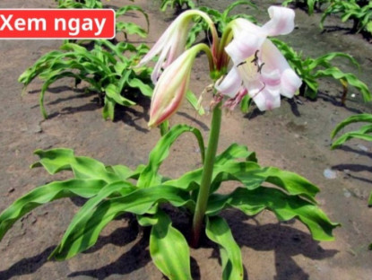 Thông tin doanh nghiệp - Loại cây “dân dã” mọc đầy bờ bụi, được ví như “khắc tinh” của phì đại tuyến tiền liệt