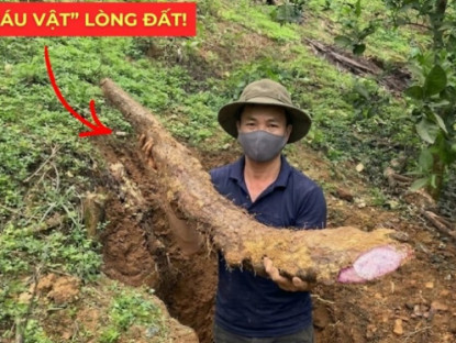 Thông tin doanh nghiệp - Việt Nam có một “báu vật dưới lòng đất” dài cả mét, tuy xấu xí nhưng siêu bổ dưỡng cho bàng quang!