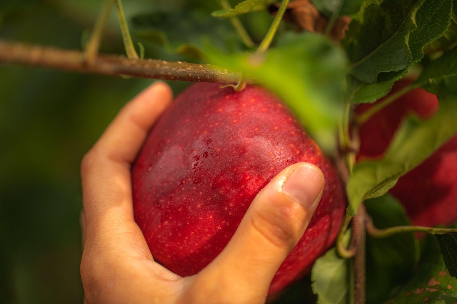 Vì sao gia đình Việt xem táo Pháp là “tiêu chuẩn vàng” khi chọn trái cây nhập khẩu? - 1