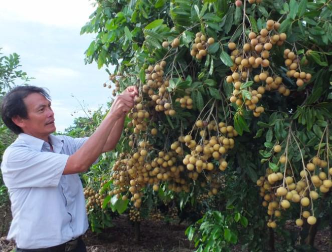 Gỡ khó cho quả nhãn thời đại dịch Covid-19 - 2