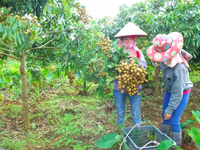 Gỡ khó cho quả nhãn thời đại dịch Covid-19 - 3