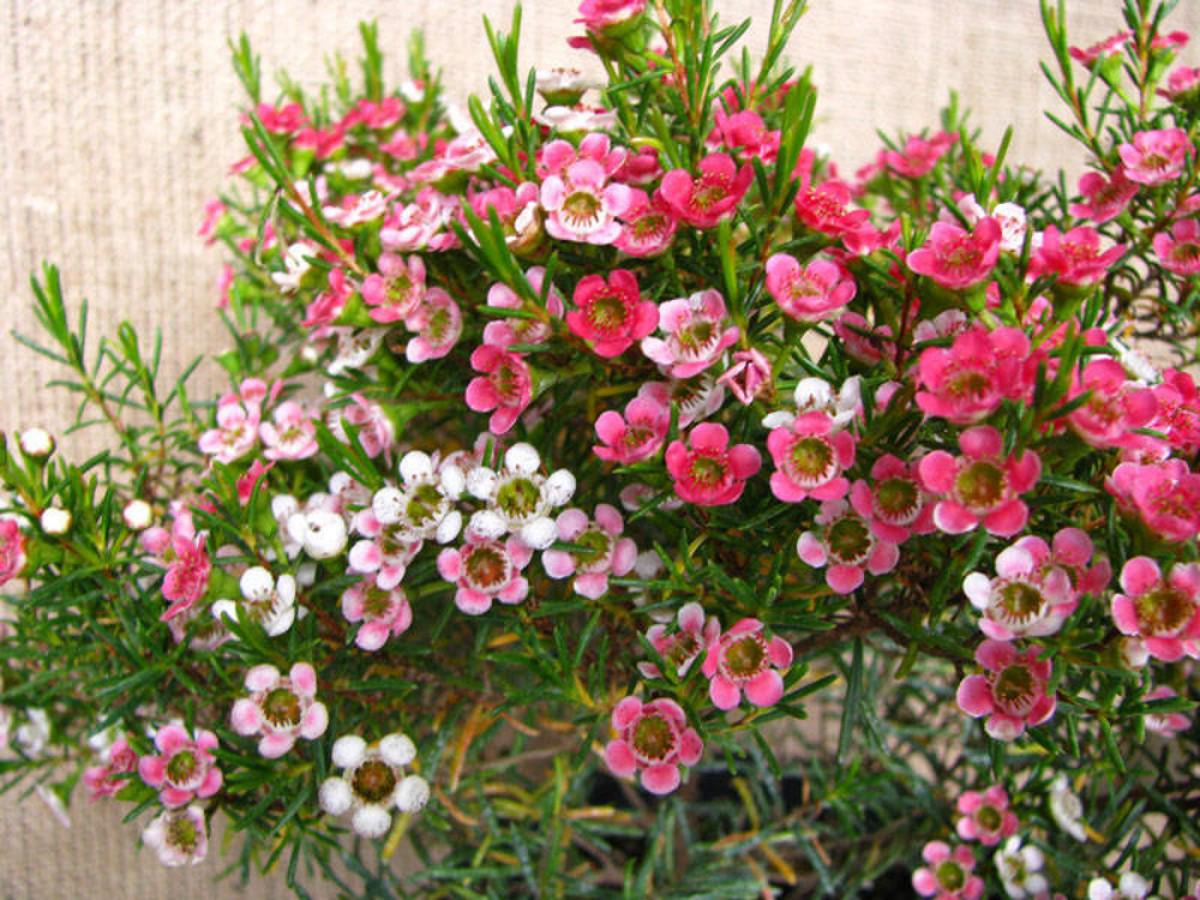 Thanh liễu loài hoa nhỏ xinh, nhiều sắc màu khuynh đảo thị trường hoa dịp Giáng sinh - 4