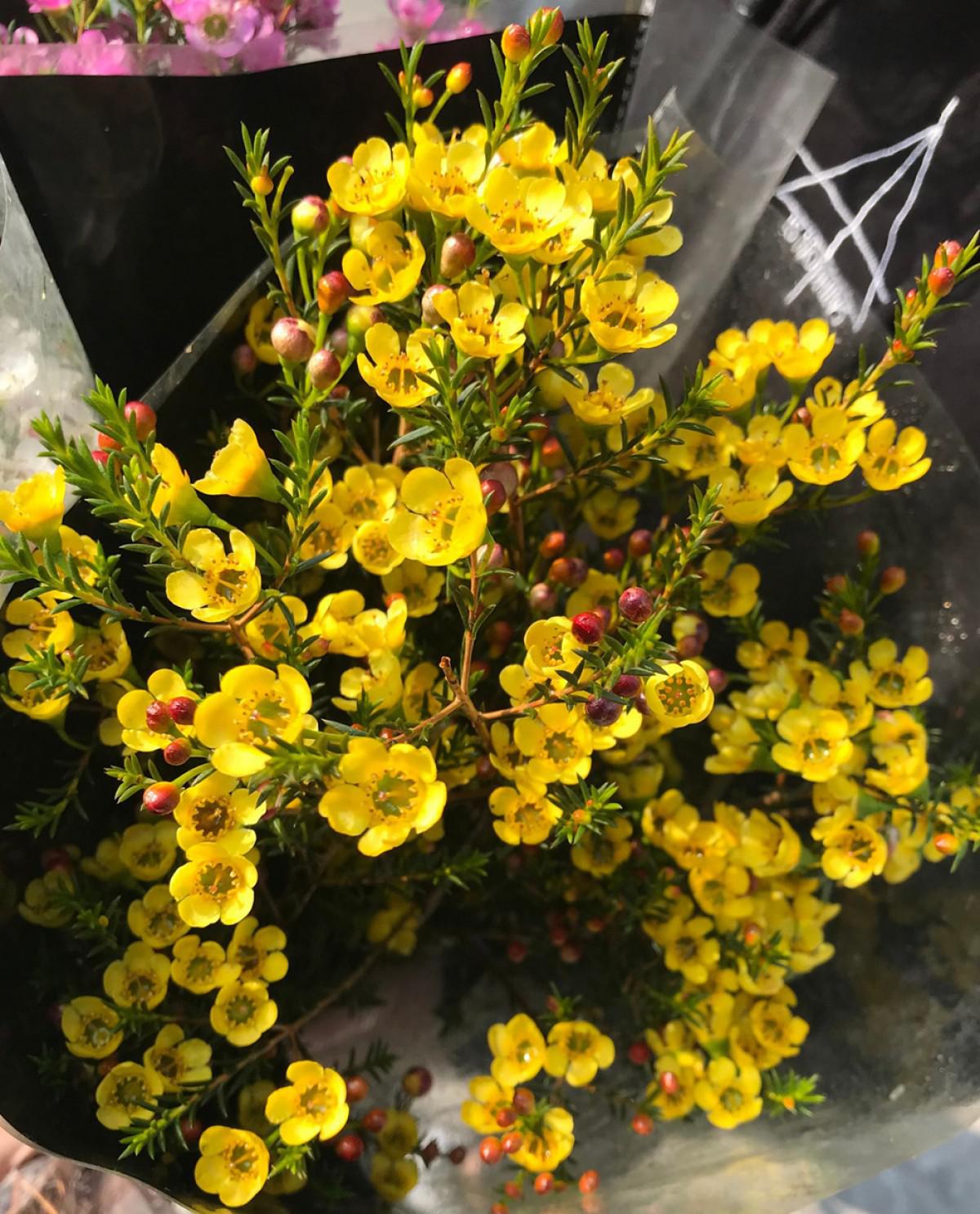 Thanh liễu loài hoa nhỏ xinh, nhiều sắc màu khuynh đảo thị trường hoa dịp Giáng sinh - 7