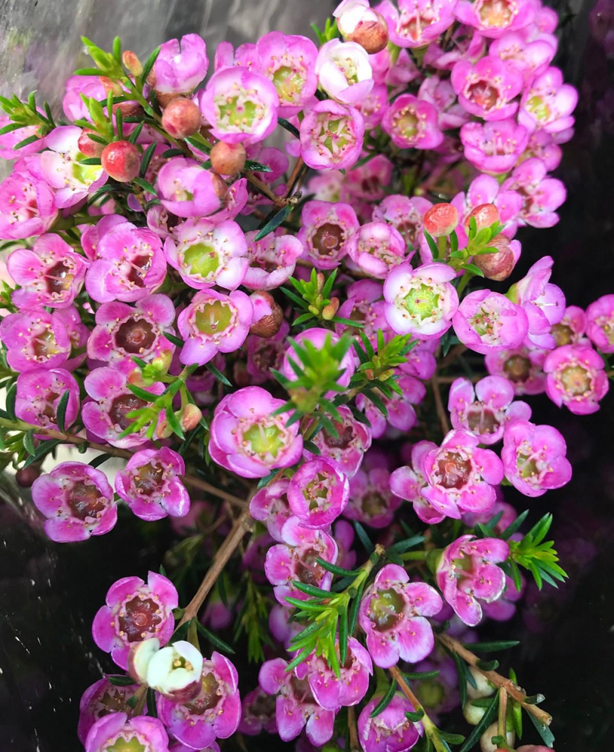 Thanh liễu loài hoa nhỏ xinh, nhiều sắc màu khuynh đảo thị trường hoa dịp Giáng sinh - 6
