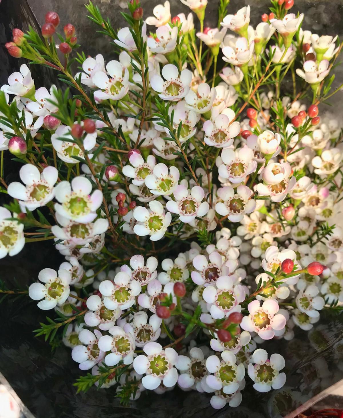 Thanh liễu loài hoa nhỏ xinh, nhiều sắc màu khuynh đảo thị trường hoa dịp Giáng sinh - 9