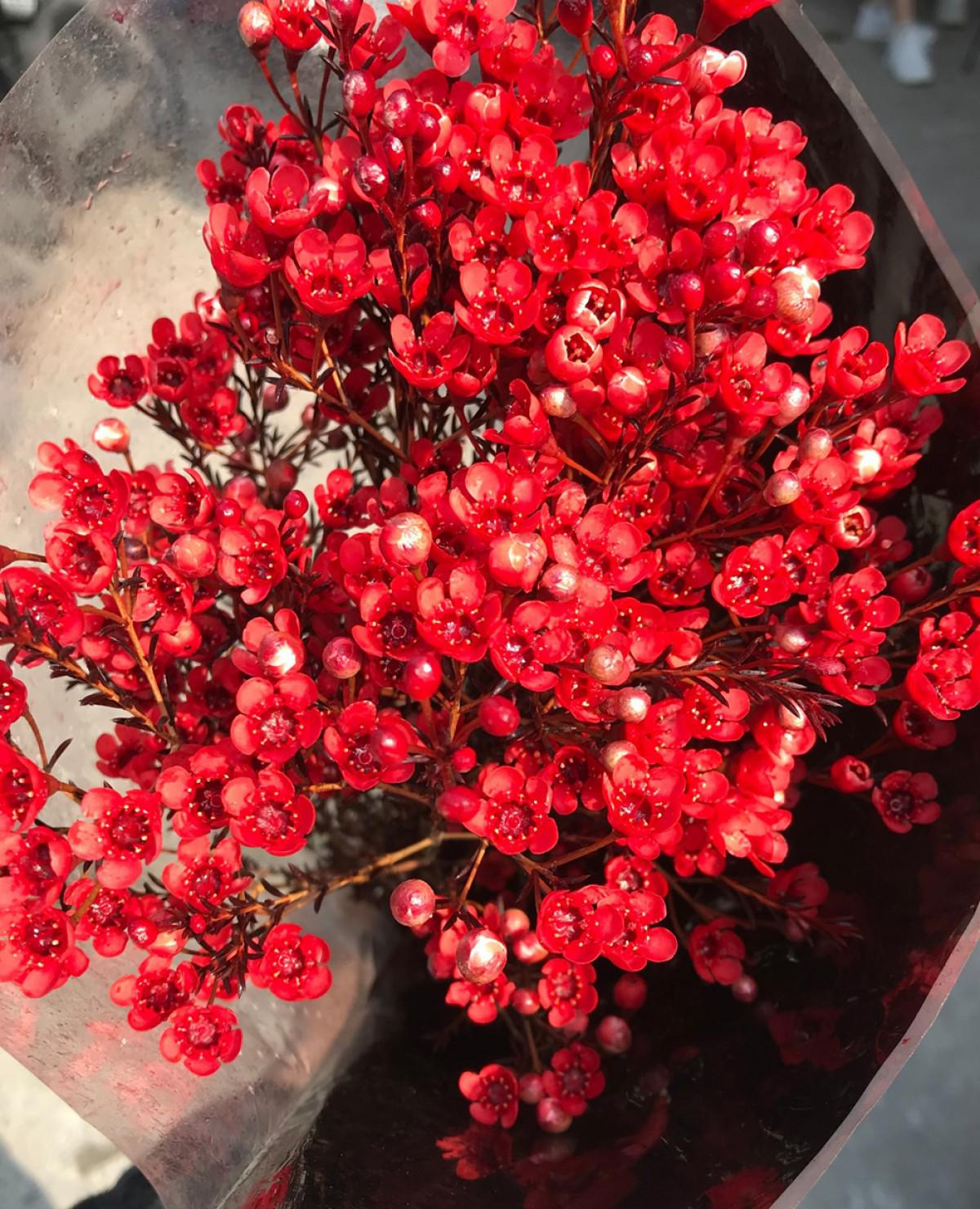 Thanh liễu loài hoa nhỏ xinh, nhiều sắc màu khuynh đảo thị trường hoa dịp Giáng sinh - 8