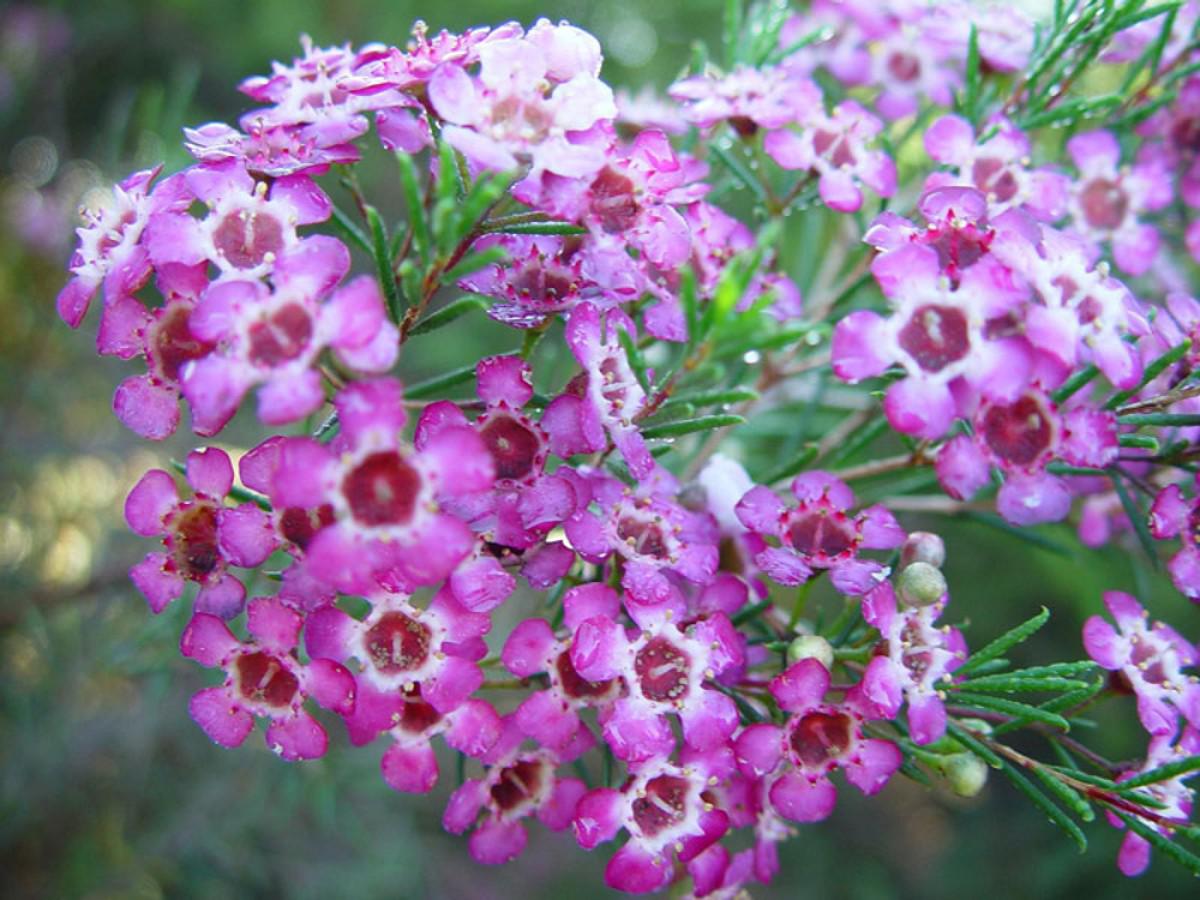 Thanh liễu loài hoa nhỏ xinh, nhiều sắc màu khuynh đảo thị trường hoa dịp Giáng sinh - 11