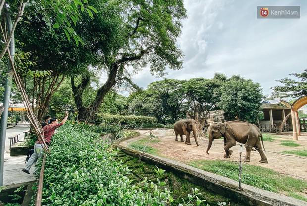 Người Sài Gòn góp cả chục tấn rau củ cùng hàng tỷ đồng, cứu đói bầy thú ở Thảo Cầm Viên - 11