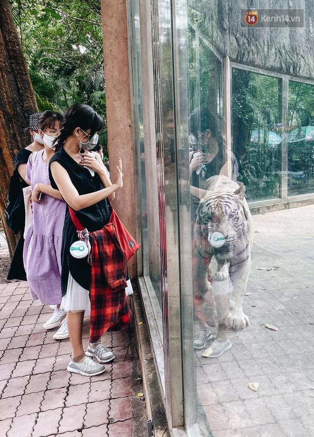 Người Sài Gòn góp cả chục tấn rau củ cùng hàng tỷ đồng, cứu đói bầy thú ở Thảo Cầm Viên - 12