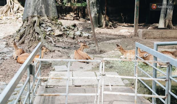 Người Sài Gòn góp cả chục tấn rau củ cùng hàng tỷ đồng, cứu đói bầy thú ở Thảo Cầm Viên - 9