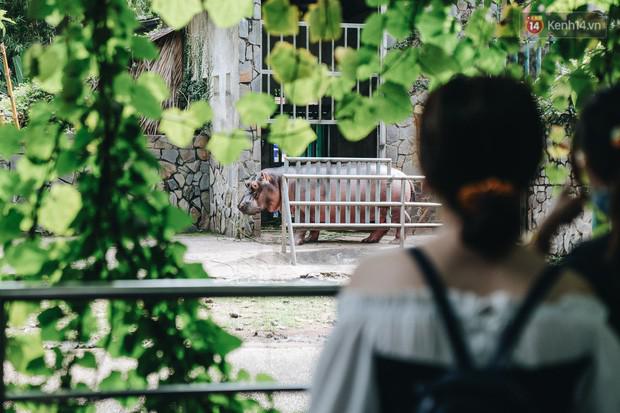 Người Sài Gòn góp cả chục tấn rau củ cùng hàng tỷ đồng, cứu đói bầy thú ở Thảo Cầm Viên - 14
