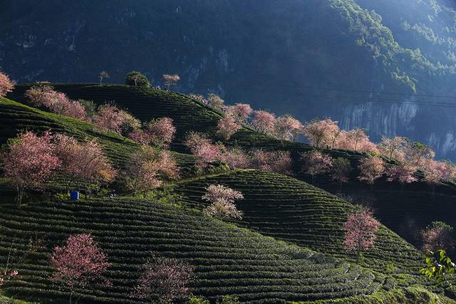 Hoa anh đào Nhật khoe sắc hồng trong nắng thu Sa Pa - 4