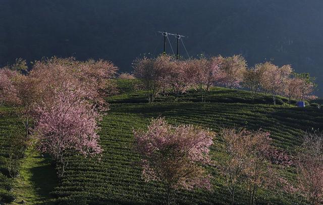 Hoa anh đào Nhật khoe sắc hồng trong nắng thu Sa Pa - 5