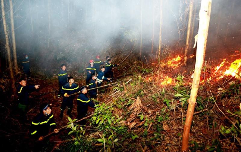 Cháy gần 10 ha rừng trồng tại Vĩnh Phúc - 2