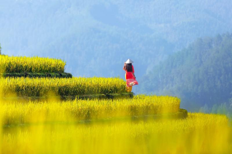 Mùa vàng lên với vùng cao - 4