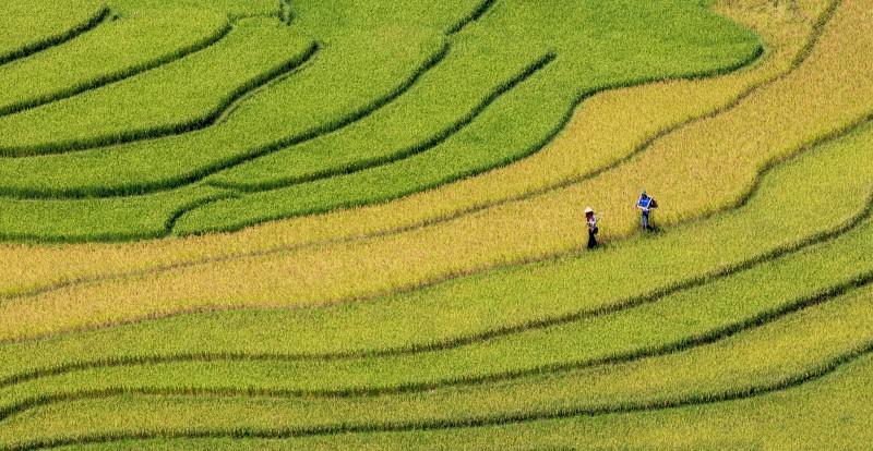 Mùa vàng lên với vùng cao - 5