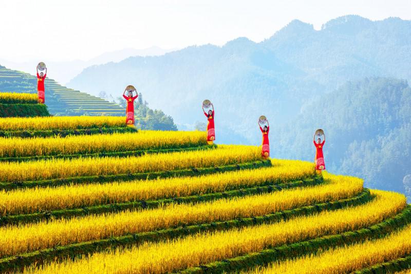 Mùa vàng lên với vùng cao - 3