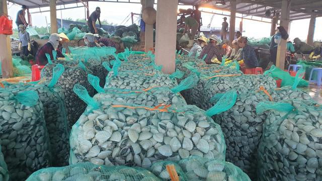 Lao đao vì hàng chục tấn ngao giá “rẻ như bèo”, bán không ai mua - 6