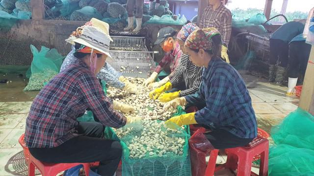 Lao đao vì hàng chục tấn ngao giá “rẻ như bèo”, bán không ai mua - 5