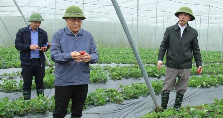 Cử nhân về làng làm nông dân, giải “cơn khát” nhân lực trình độ cao tại các hợp tác xã - 2