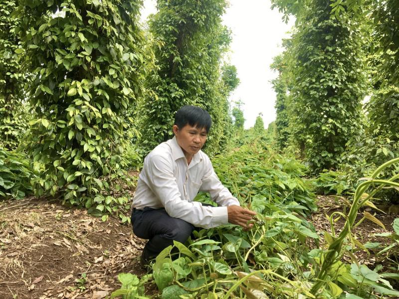 Đắk Lắk: Dân ở đây trồng cây thuốc ra củ rõ dài, cứ 1 sào đào 8 tấn củ, bán lời tới 50 triệu đồng - 2