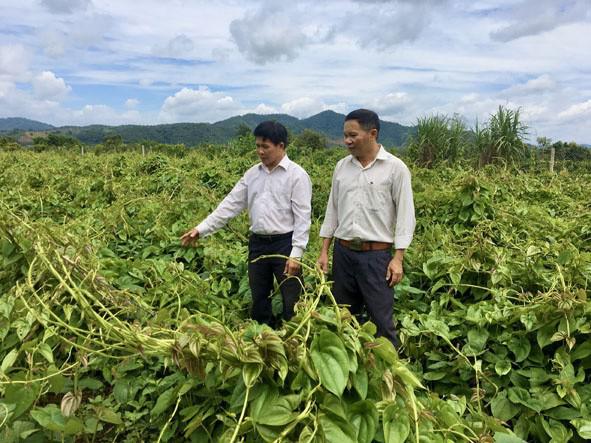 Đắk Lắk: Dân ở đây trồng cây thuốc ra củ rõ dài, cứ 1 sào đào 8 tấn củ, bán lời tới 50 triệu đồng - 1