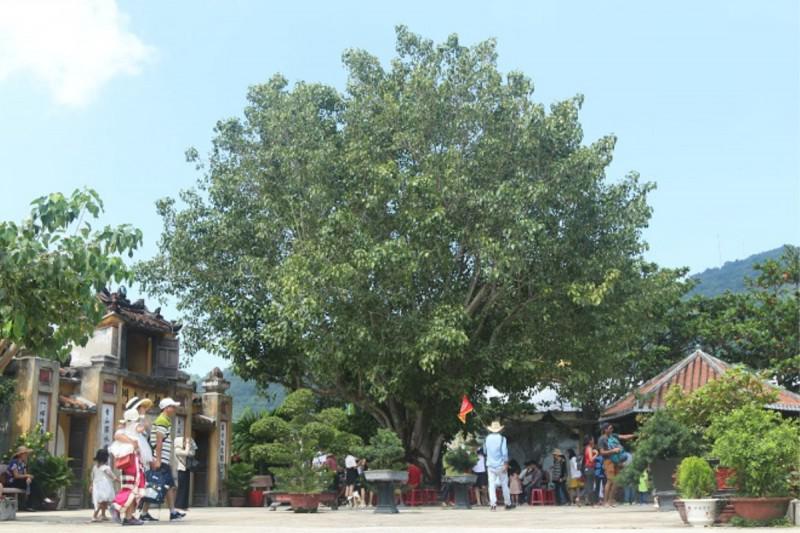 Một ngày thong dong trên đảo Cù Lao Chàm - 5