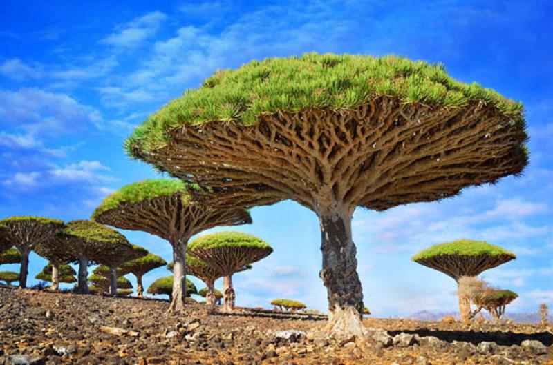 8 loài cây lạ đẹp nhất thế giới - 5
