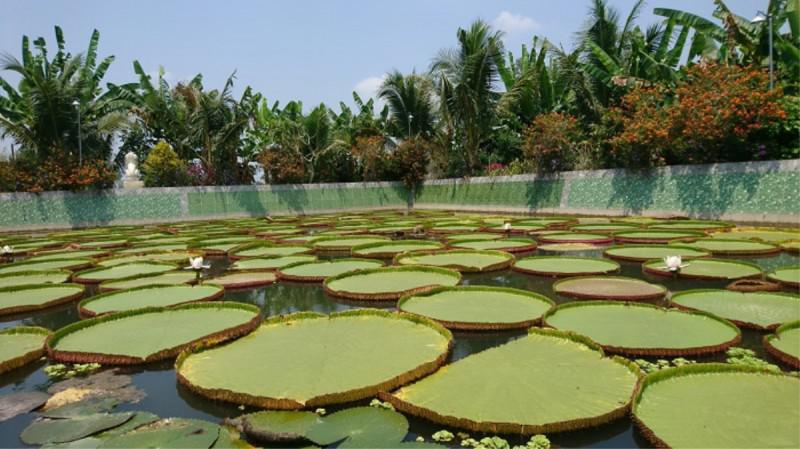 Đồng Tháp – vùng đất với những điều duy nhất - 8