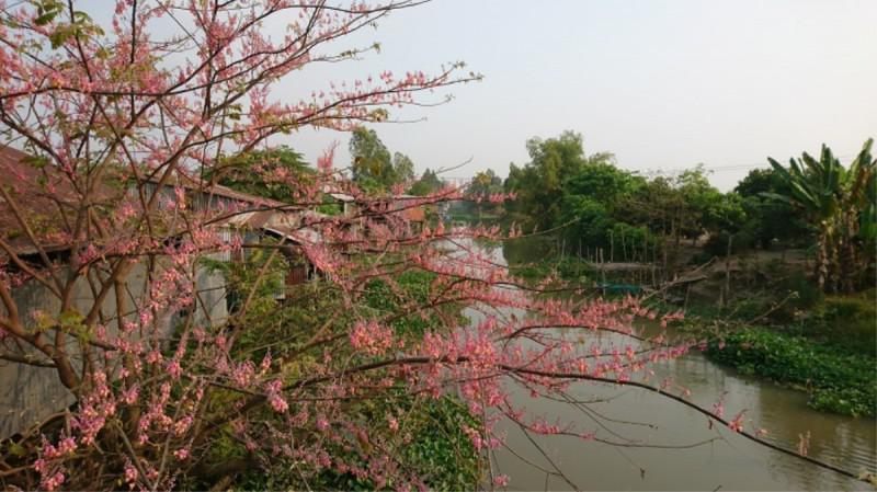 Đồng Tháp – vùng đất với những điều duy nhất - 12