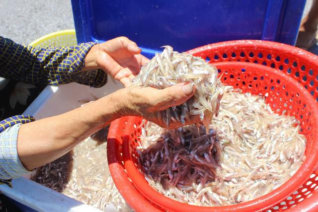 Lộc biển bất ngờ, ngư dân hối hả “cướp nắng” kiếm tiền triệu - 2