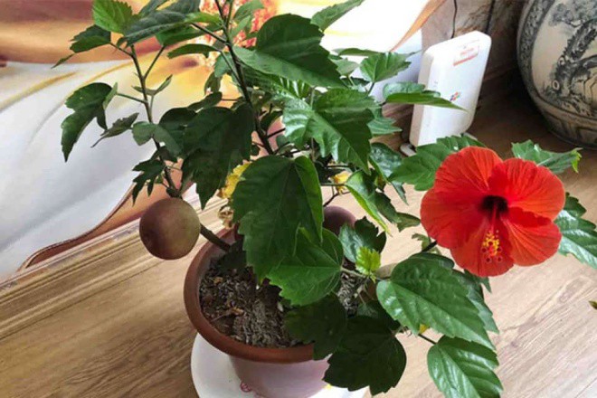 Ném ít vỏ nho vào chậu hoa này, nụ hoa nở đầy cành, tốt gấp 3 lần phân bón thường - 2