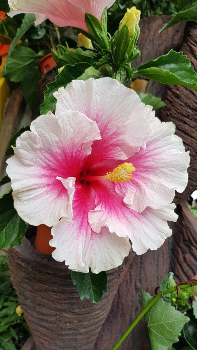 Ném ít vỏ nho vào chậu hoa này, nụ hoa nở đầy cành, tốt gấp 3 lần phân bón thường - 3