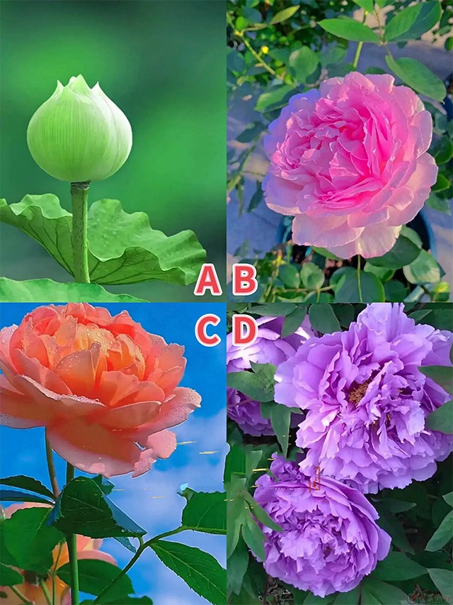 Trắc nghiệm tâm lý: Bạn thích bông hoa nào nhất? - 1