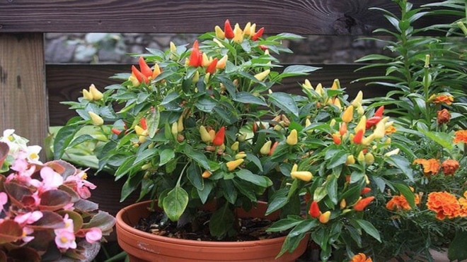 3 loại quả vùi xuống đất sẽ vụt lớn thành cây, đợi một thời gian sau có quả ăn tiếp - 3