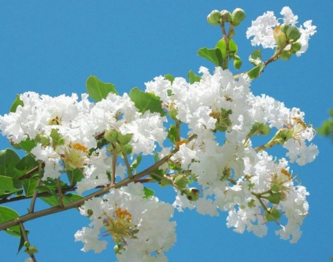 3 loại cây nở hoa trắng như tuyết, một khi nở hoa sẽ khiến mọi người ngỡ ngàng - 1