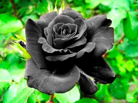 Ý nghĩa hoa hồng đen - loài hoa bí ẩn, hiếm có