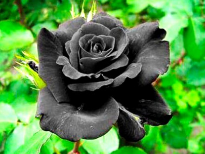  - Ý nghĩa hoa hồng đen - loài hoa bí ẩn, hiếm có